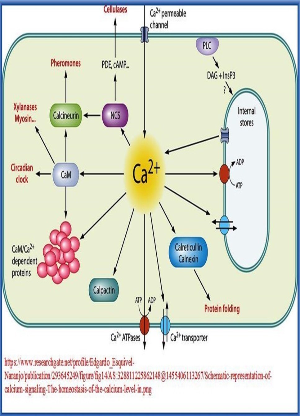 Calcium signaling pathways