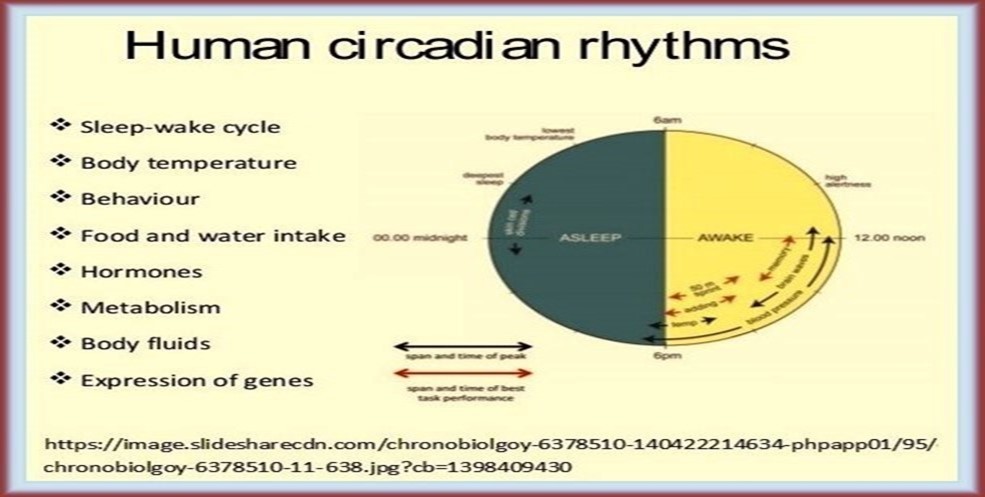 Human circadian rhythms