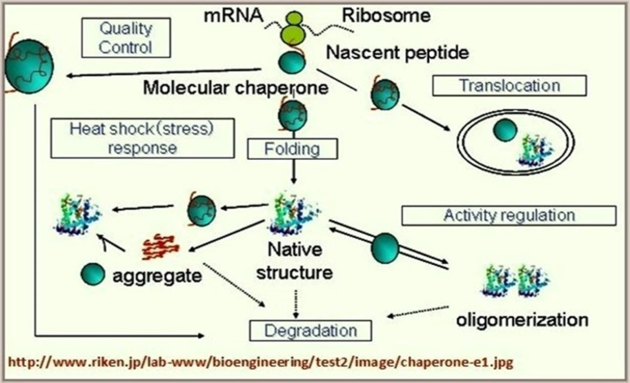 Molecular chaperones and proteome repair networks