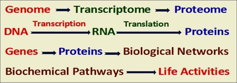 Genetic regulation of life activities and the concept of biological networks