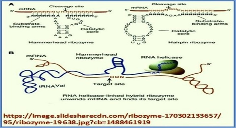 Structural design of ribozymes