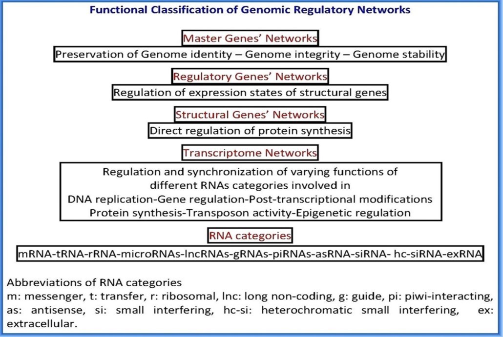 Functional Classification of Genomic Regulatory Networks
