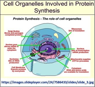 Regulatory networks involved in protein synthesis