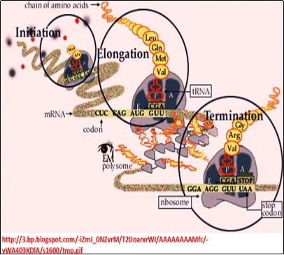 Regulatory networks involved in translation