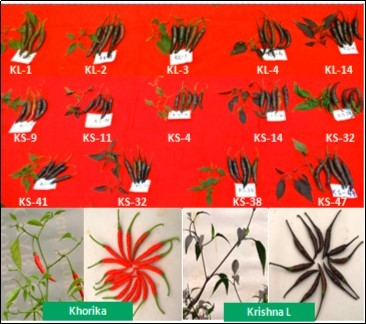 Fruit and leaf type of some genotypes in Cluster I