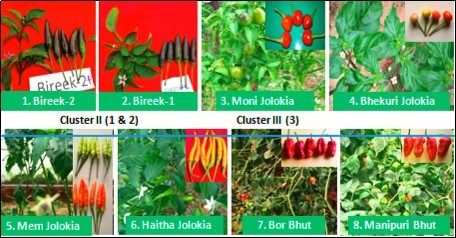 Flower, fruit and leaf types of some genotypes in different clusters