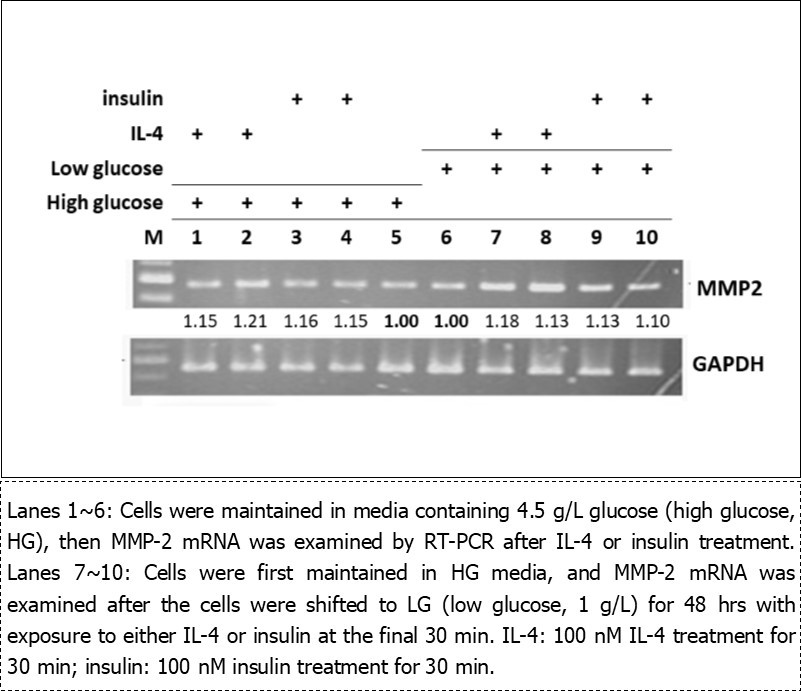 Regulation of MMP-2 mRNA by IL-4 and insulin in pre-adipocytes.