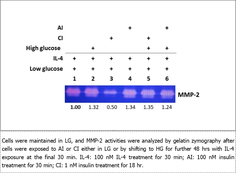 Interactions between IL-4 and insulin on MMP-2 activity in pre-adipocytes under different glucose environment.