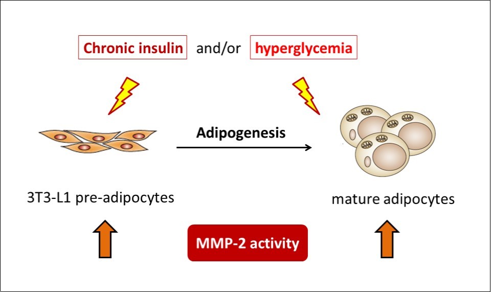 MMP-2 regulatory machinery in pre-adipocytes and adipocytes reacts similarly towards extracellular stimuli, with glucose concentration as the pre-requisite responding to insulin and/or IL-4 treatment.