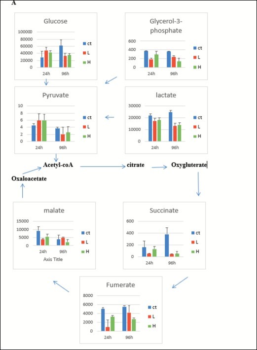 Disorders of TCA cycle, glycolysis and gluconeogenesis at 24, and 96 h of exposure for control group (blue), L group (red), and H group (green) (A) and the variations of creatinine level (B) in liver of carp fish. The values on the y-axis were normalized, divided by fish weight, and multiplied by 105 (unit, mg−1). Results are represented as means ± SE.