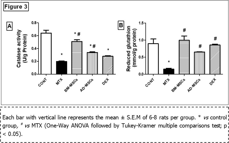 Effect of treatment with BM-MSCs or AD-MSCs on catalase activity (A) and reduced glutathione content (B) as compared with Dex in MTX-induced intestinal injury in rats.