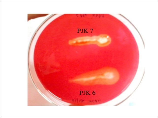 Zone of hydrolysis on CMC agar by PJK 6 and PJK 7