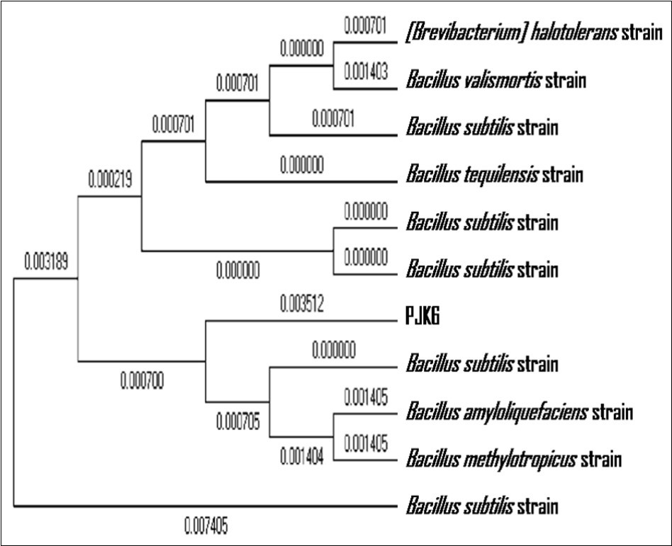A phylogenetic tree constructed using the Maximum Likelihood method showing the highest log likelihood (-2220.9733) for the sequence of the 16S rRNA gene from PJK6 and that of matching sequences from 10 nucleotide