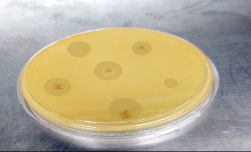 Zone of Copper Neem Soap 2-amino -6-ethoxy Complex for Staphylococcus aureus