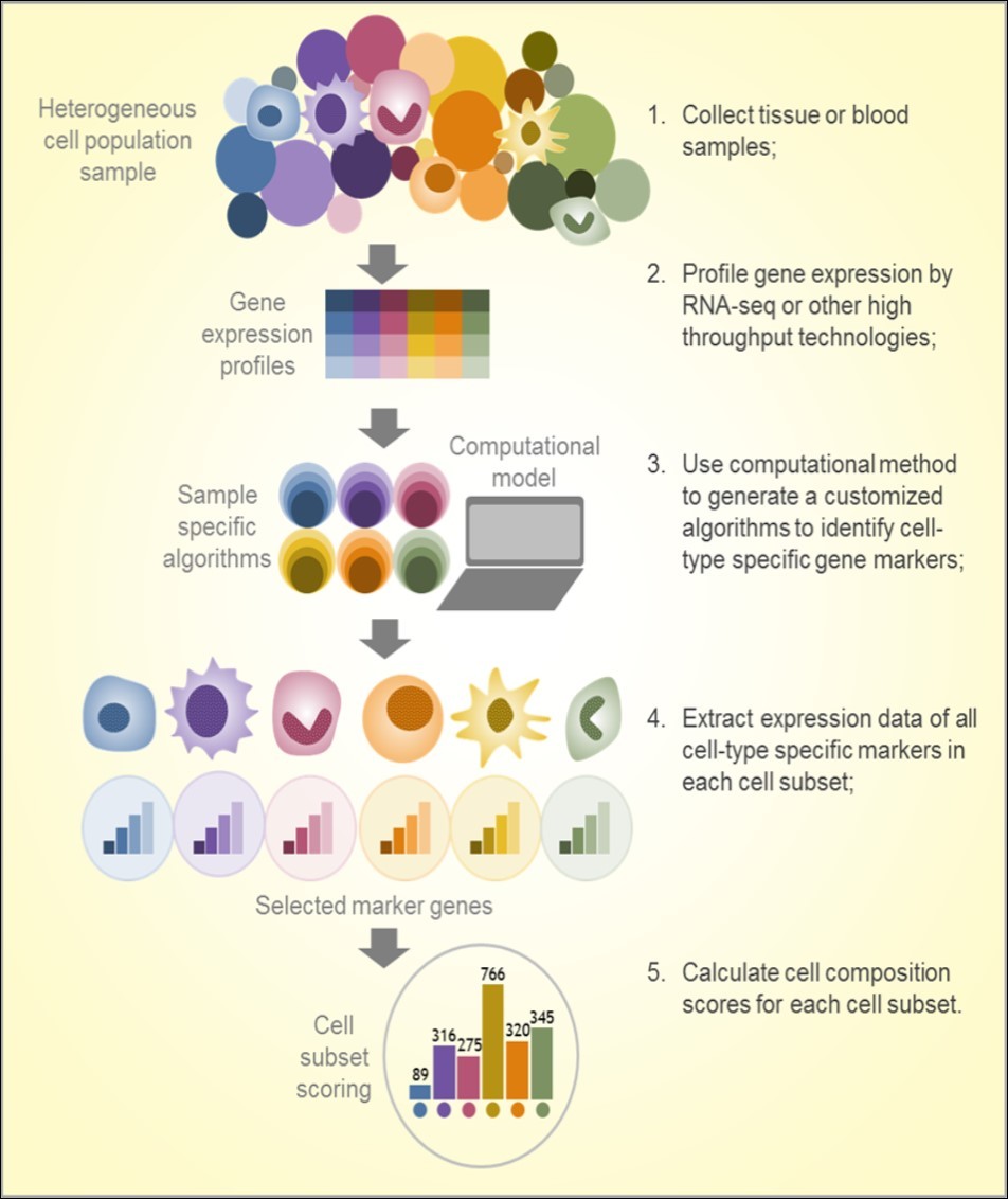 Workflow of immunogenomics based cell subset composition analysis