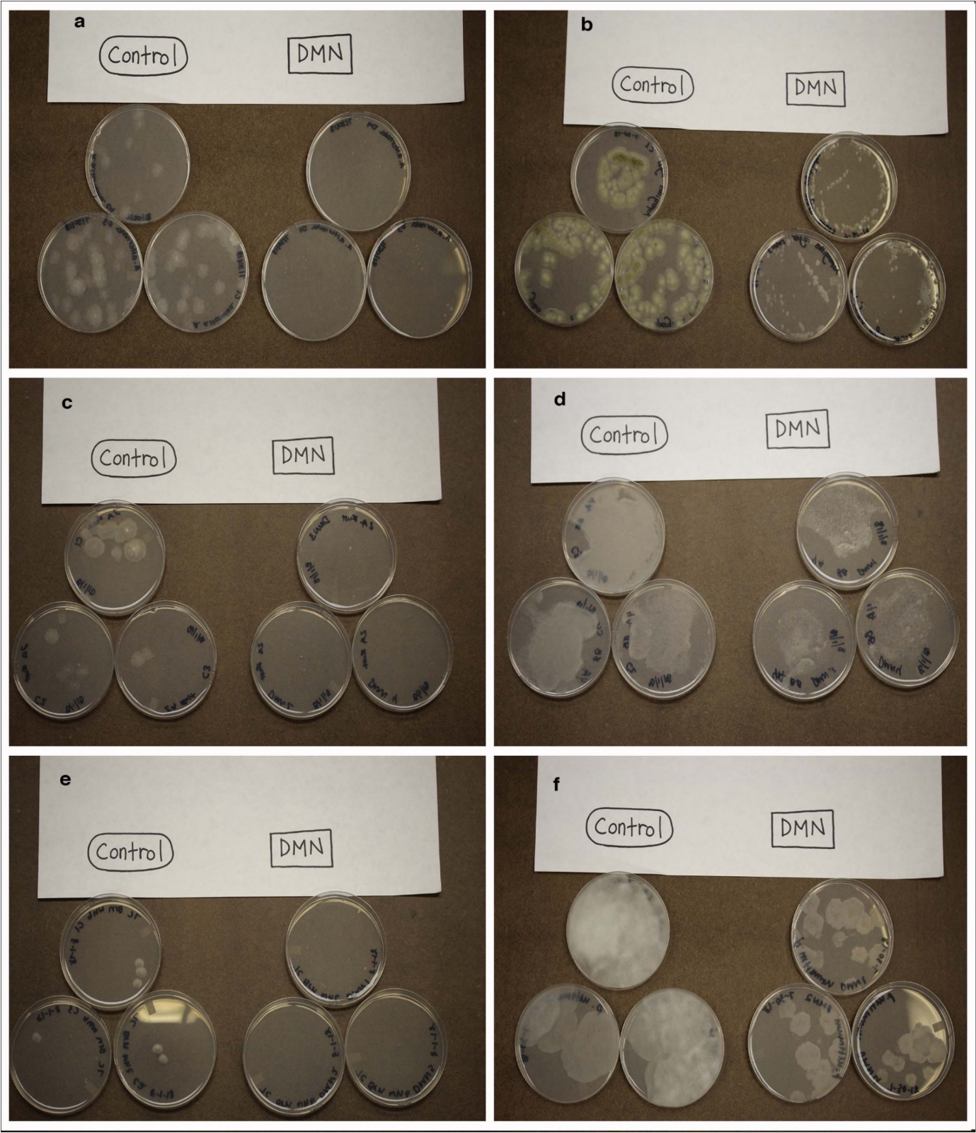 Fungal cultures grown in the presence of DMN for two days: a. Alternaria alternata, b. Aspergillus niger (ATCC: 16888), c. Epicoccum nigrum, d. Gnomoniopsis smithogilvyi, e. Phoma medicaginis, f. Pythium ultimum (ATCC: 58811)