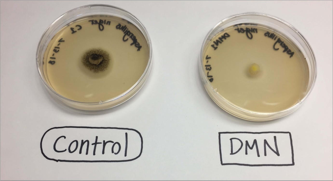 Mature of cultures of Aspergillus niger (ATCC: 16888) grown in the presence of DMN showing suppression of sporulation.
