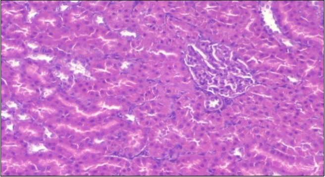 Photomicrogragh of kidney section of control rat showing normal rounded capsules with normal Bowman,s glomeruli, round proximal tubules and elongated distal tubules with high cuboidal cells , (H&E) (40X).