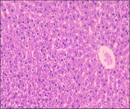 Photomicrograph of liver section of treated rat with fennel herb showing nearly normal of the hepatocytes with eosinophilic cytoplasm, central vein (CV) and clear blood sinusoids and more bi-nucleated cells , (H&E) (40X).