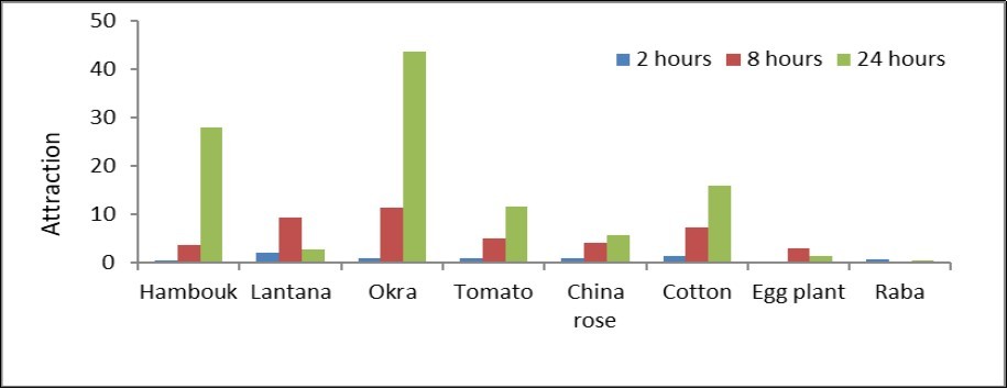 Attraction of the 3rd_nymphal instar of cotton mealybug among selected plant species as compared with Chinese rose (control) at different interval time after release- Khartoum- Sudan (2018).