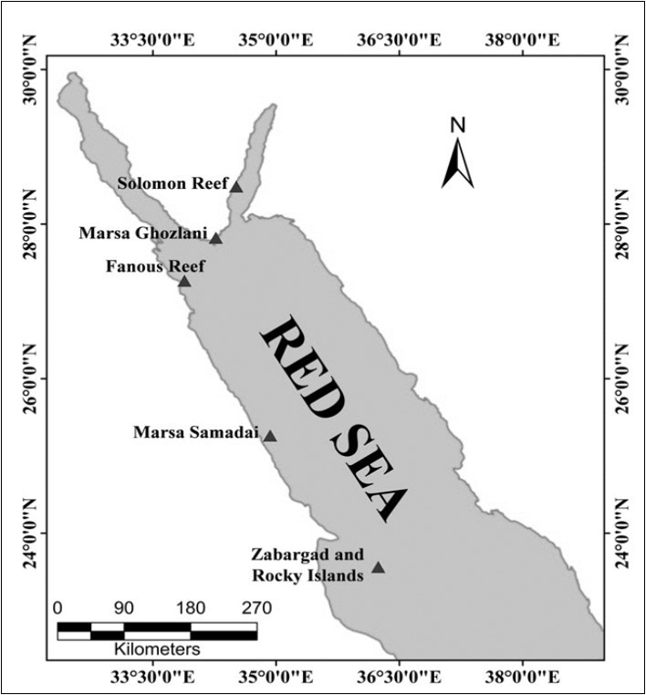 Sampling sites along the Egyptian Red Sea.