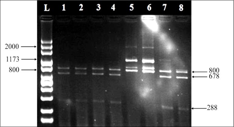 RFLP profiles of 18S nrDNAs digested with Taq I. Clade A isolated from Stylophora pistillata (lanes 1 and 2), Stylophora wellsi (lane 3), Pocillopora verrucosa (lane 4), and Millepora dichotoma (lane 8) while clade C had been isolated from Acropora pharaonis and Acropora humilis (lanes 5 and 6, respectively). A+C combination (lane 7) was isolated from Pocillopora verrucosa.
