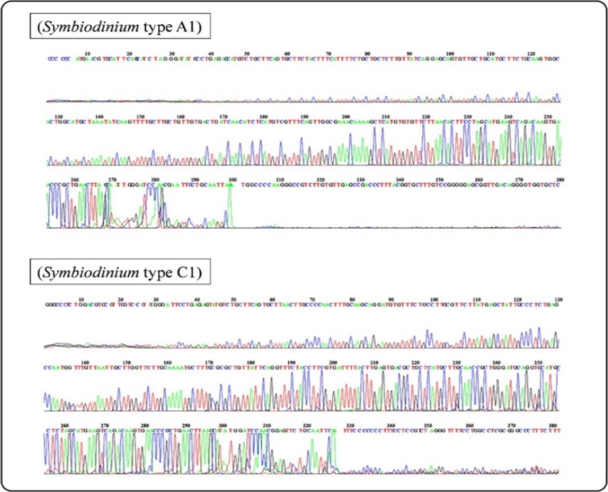 ITS2 electropherogram of Symbiodinium A1 and C1 isolated from Stylophora pistillata and Acropora pharaonis, respectively.