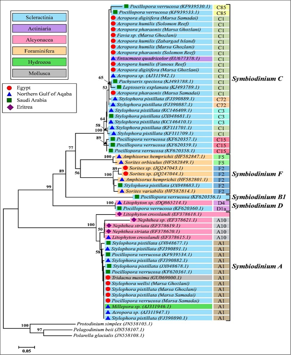 Reconstruction of ITS2 phylogenetic tree between members of Symbiodinium harbored by different taxa of invertebrates in the Red Sea. The phylogenetic distance was inferred by Neighbor-Joining method. Only bootstrap values >50% are shown.