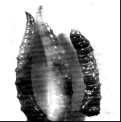 howing larvae with normal size but having brown pigments. X 26.1.