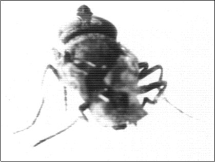 Showing small adult house fly Musca vicina with incomplete bent wings. X 30.