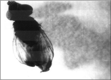 Showing adult Musca vicina of normal size with long crumpled wings and reduced abdomen. X 28.2.