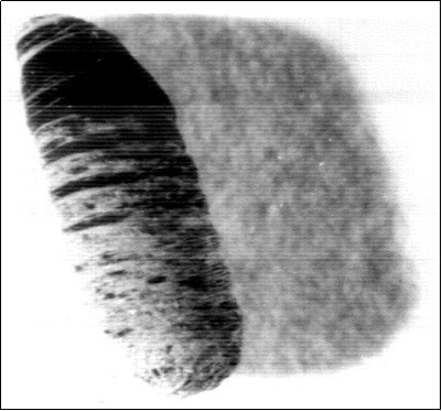 Showing larval – pupal intermediates. X31.2.