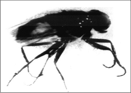 Shows adult house fly Musca vicina with incomplete bent wings and abnormal prolonged legs.