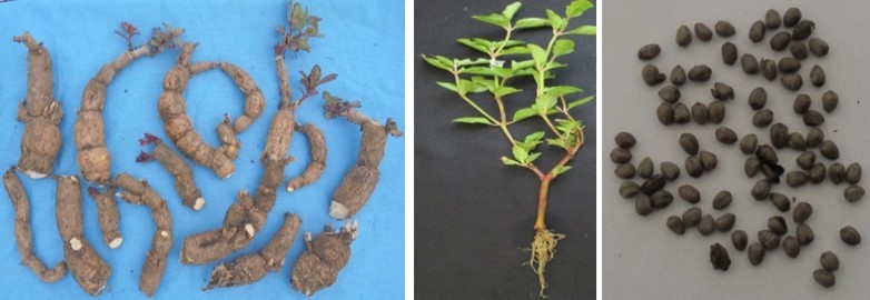 Three methods for the propagation of the Mauka. Left: Thickened underground stems (corms, i.e. the most common means of vegetative propagation). Centre: Rooted stem cutting (60 days after planting in sand and under shade). Right: Seeds.