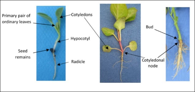 Left: Mauka seedling 15 days after sowing in the field. Centre: Mauka seedling 29 days after emergence, with cotyledons and two pairs of true leaves. Note: the radicle and hypocotyl have formed a unit, below the cotyledons, and the thickening has begun. Right: Mauka seedlings, 60 days after emergence. Note: the cotyledonal knot has thickened and an outbreak has arisen, beginning the formation of the crown and the system of secondary stems.