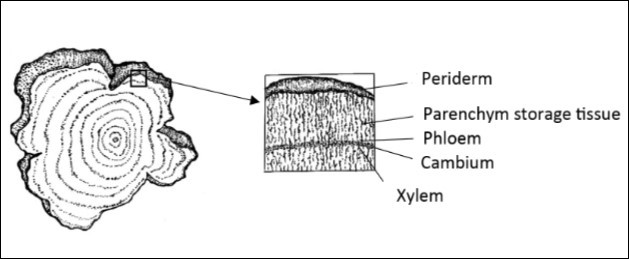 Cross section of the tuberous Mauka root and detail of the growth and reserve storage tissues.