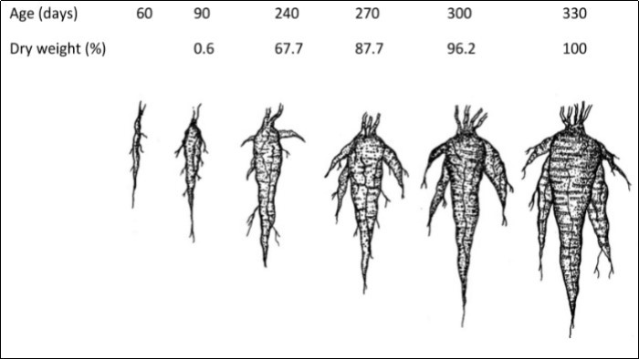 Dry weight% of Mauka tuberous roots from plants raised from seed and according to the age of the plant.