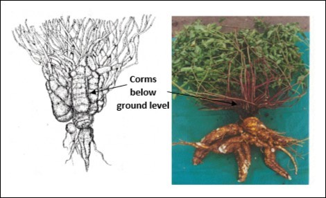 The Mauka plant and the production of roots and tuberous corms. A: First drawing of the cultivated Mauka plant, with numerous and prominently thickened underground corms ‒ probably as a result of a prominent hilling 1. B: A Mauka plant cultivated without hilling, where the tuberous roots predominate, as opposed to the basal corms 26.