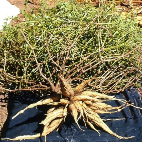 Mauka plant (raised from corm) harvested at 10.5 months. Note the production of many tuberous roots and green material, suitable for use as livestock feed or forage.