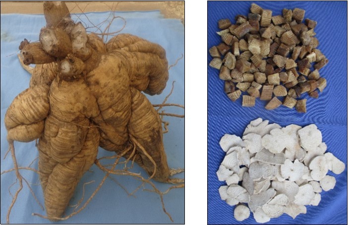 Left: A cluster of tuberous roots from a Mauka plant raised from seed, dried outdoors and preserved in a museum (UNC). Upper right: pre-cooked Mauka root pieces. Bottom right: sun-dried raw Mauka root slices.