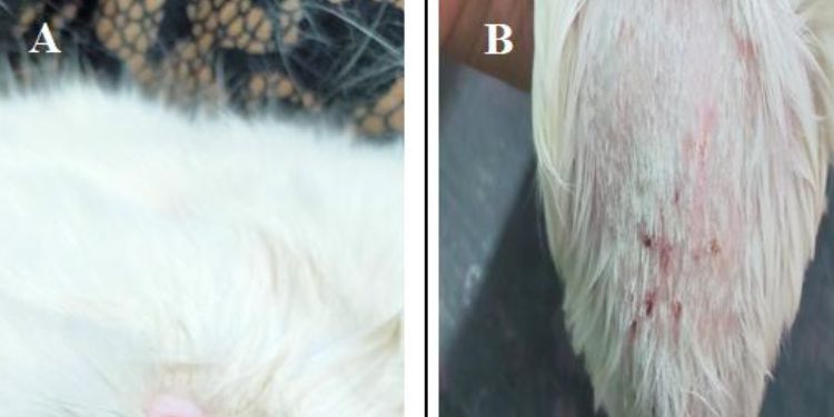 Article: A Review of Attempts to Identification and Antifungal Susceptibility of Dermatophytes (Microsporum Canis and Tricophyton Mentagrophytes) Isolated from Infected Cats and Dogs with Experimental Dermatophytosis of Guinea Pigs