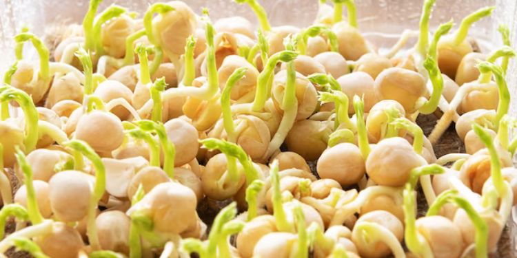 Article: Genotype x Environment Interaction and Yield Stability Analysis of Some Chickpea (Cicer arietinum L.)                Genotypes across Different Environments in Sudan