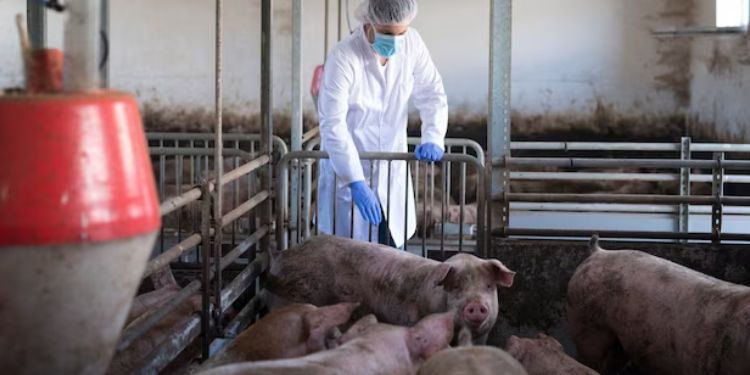 Article: Evaluation Of Physicochemical Separation Characteristics of Pig Manure According to the Type of Solid-Liquid Separator Processes 