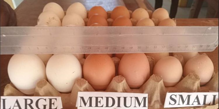 Journal of Farming - Nutrient Absorption  