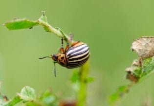 International Journal of Entomology