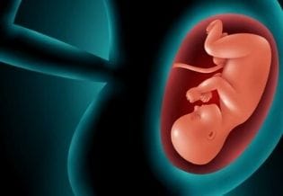 Journal of Embryology